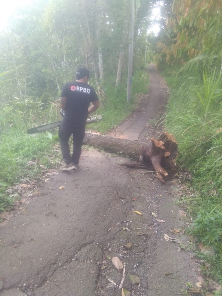 Pohon Tumbang di Banjar Wanakeling, Desa Sulangai, Kecamatan Petang Tanggal 04 Desember 2023
